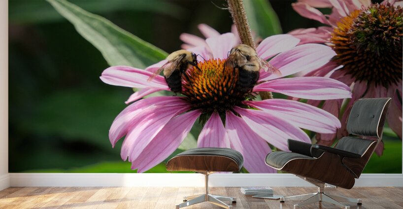 The Harmony of Pollination: Twin Bees on a Purple Coneflower Wall Murals