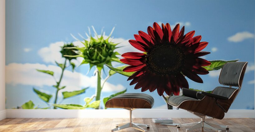 Bloom of the Dark Sun Flower Wall Murals