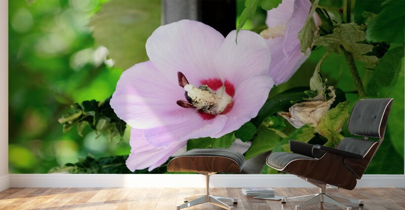 Bee Drowning in Pollen  Wall Murals