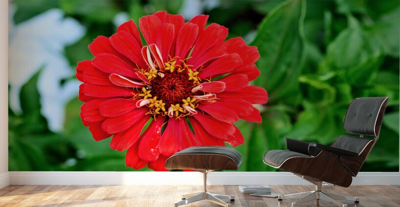 A Zinnia in Meditative Bloom Wall Murals