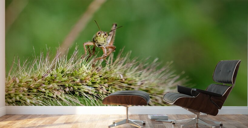 Smiling Happy Hopper on the Wild Silk Spine Wall Murals