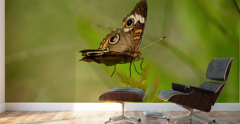 Buckeye Butterfly: Nature’s Tiny Oracle Wall Murals