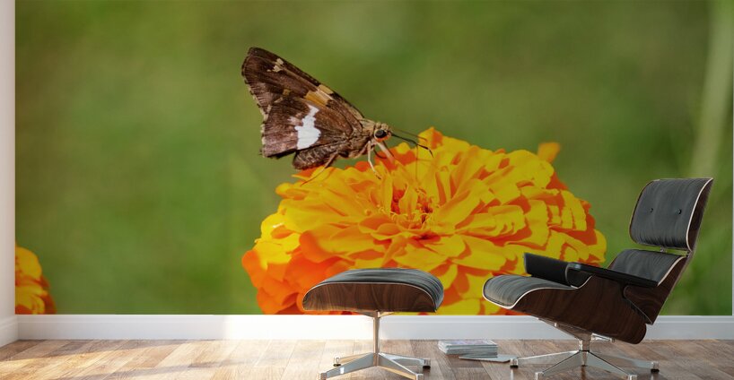 Marigold Thrones and Winged Kings Wall Murals