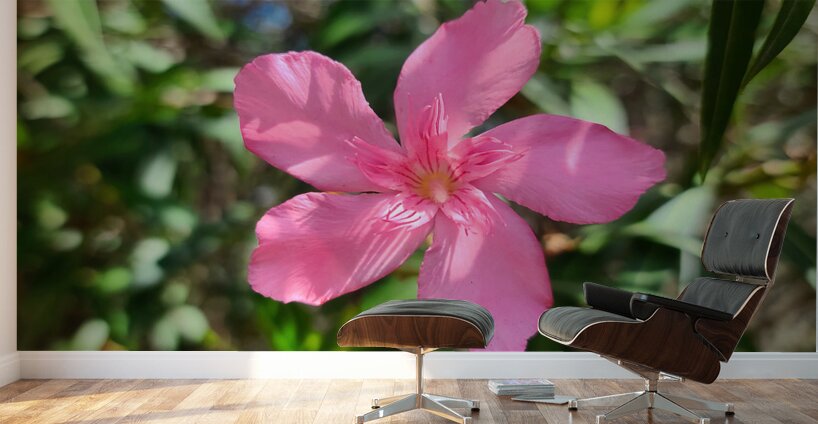 Sun-Kissed Solitude Wall Murals