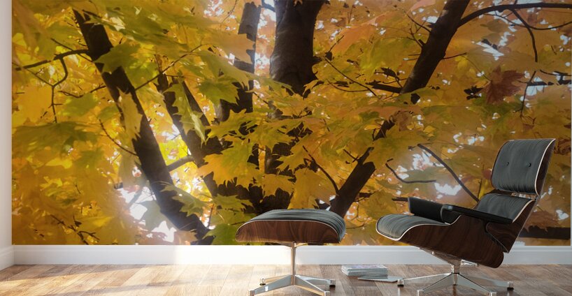 Golden Hour Tree Time: Crowned by Fall Wall Murals
