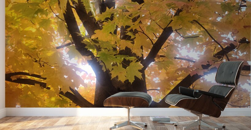 Golden Hour Tree Time 1A  Wall Murals