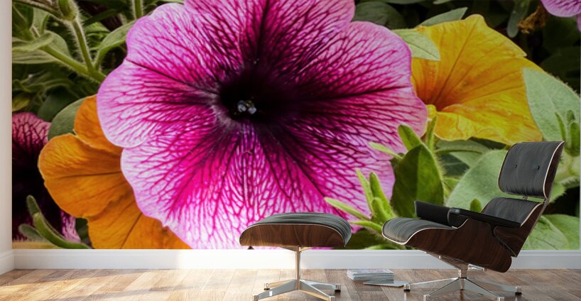 Whispers in Bloom – Petunia Poetry Wall Murals