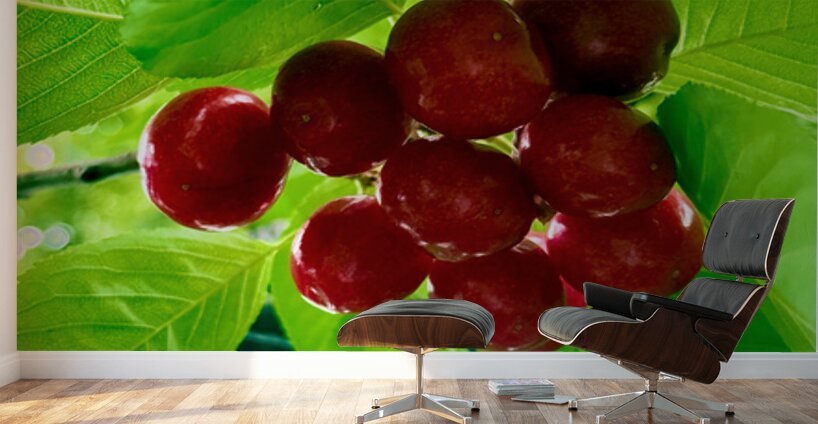 Jewels of the Canopy: The Hidden Orchard Crown Wall Murals