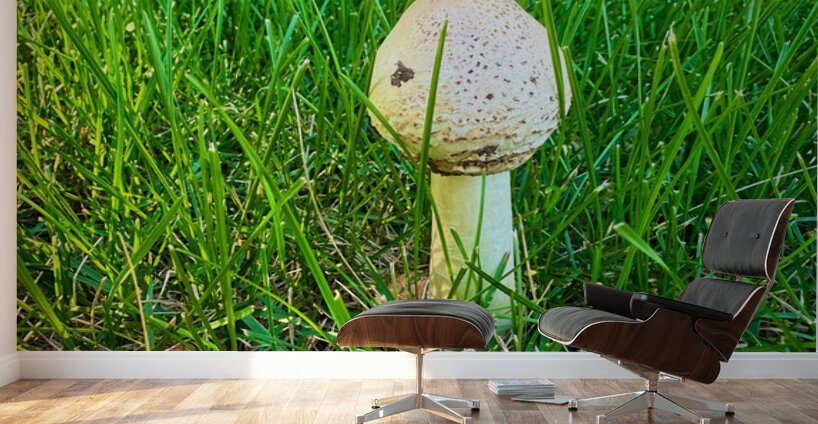 A Quiet Uprising from Below Wall Murals