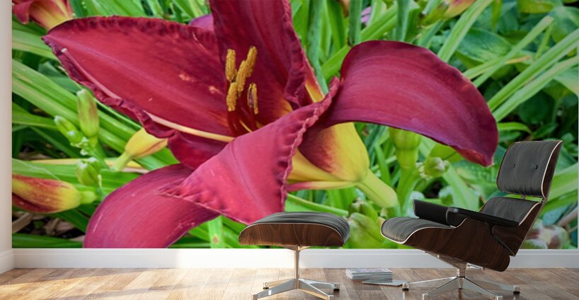 Royal Daylily Portrait Wall Murals