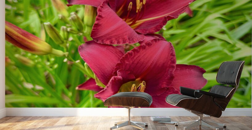 Scarlet Radiance Wall Murals