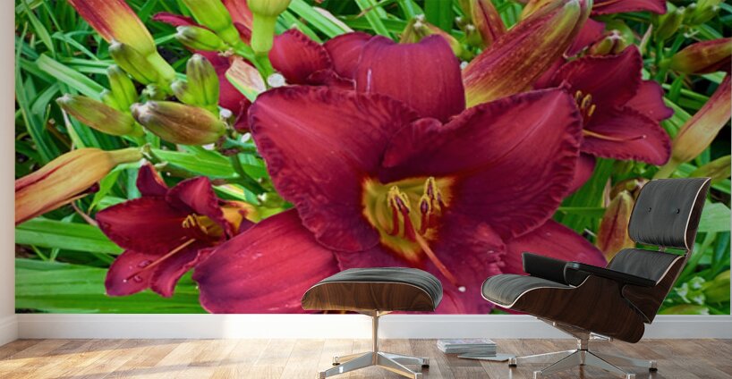 Scarlet Awakening Wall Murals