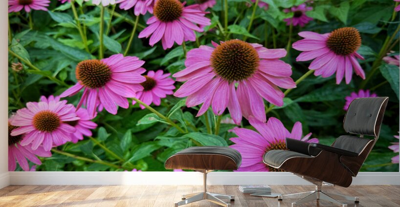 Field of Echinacea Dreams Wall Murals