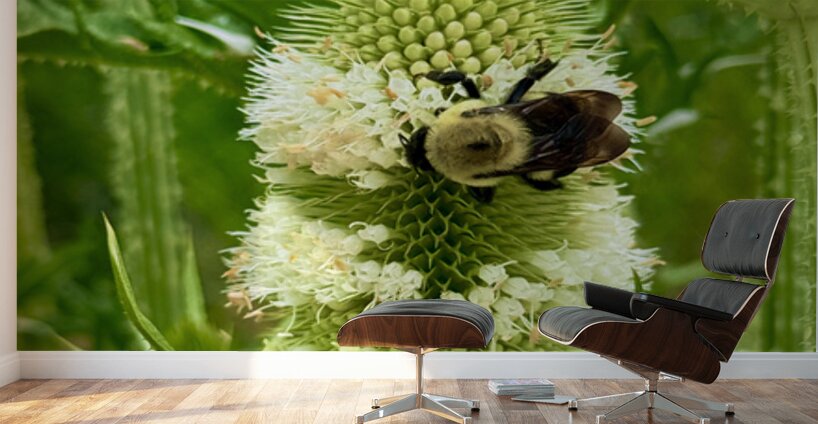 Teasel Crownwork Wall Murals