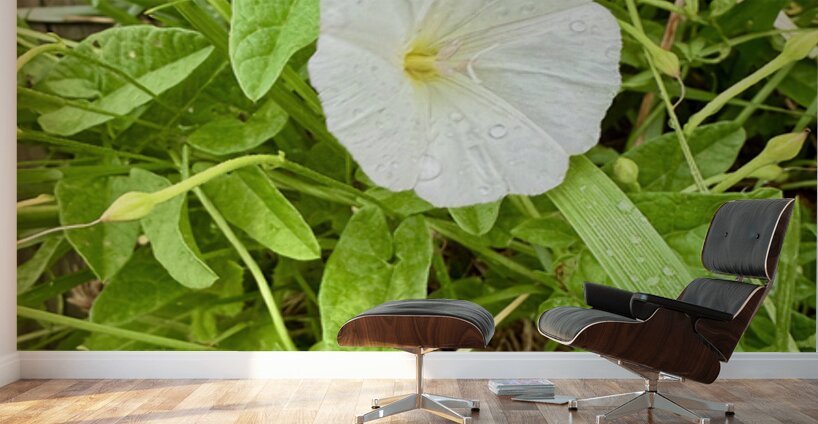 Bindweed Poise Wall Murals
