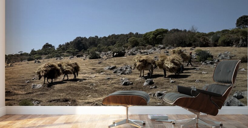 IMG 9563 Wall Murals