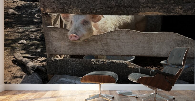 IMG 9518 Wall Murals