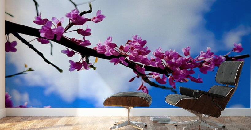 IMG 1702 Wall Murals