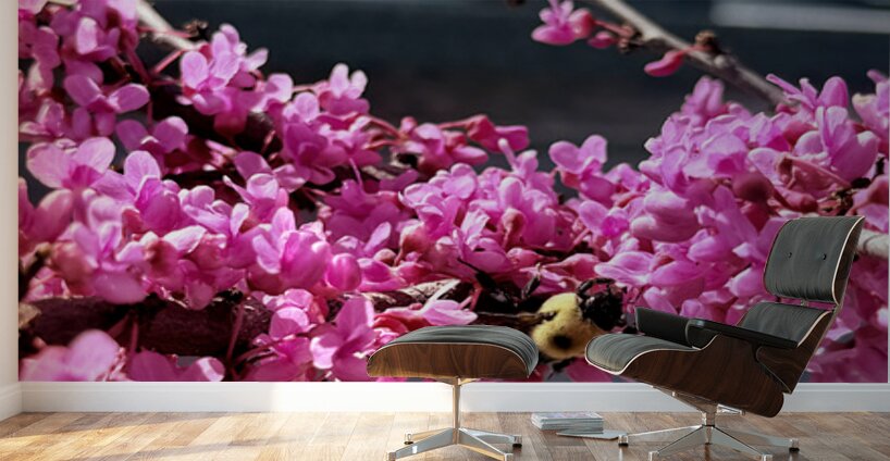 Magenta Mission Wall Murals