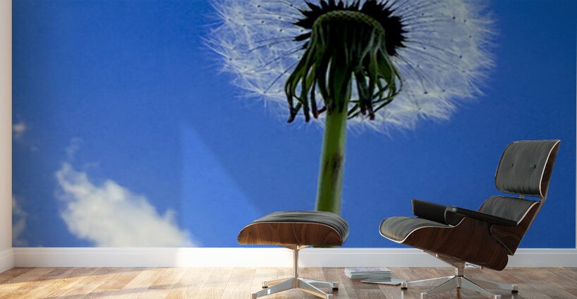 Open Sky Dreamer Wall Murals