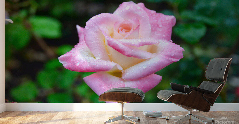 Beautiful Sweat Wall Murals