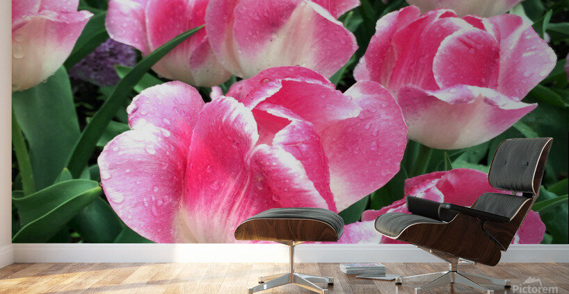 Tulips Are Better Than One B Wall Murals