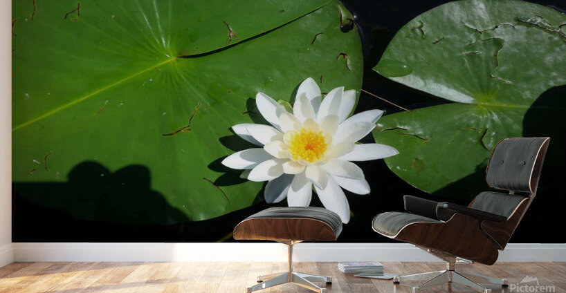 Blooms of Joy 2 Wall Murals