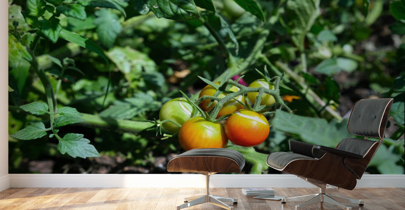 Scarred Cherry Tomato Wall Murals