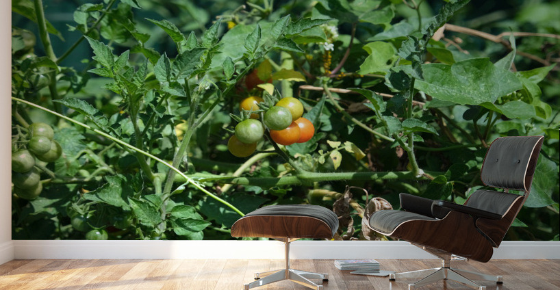 Pop My Cherry Tomato Wall Murals