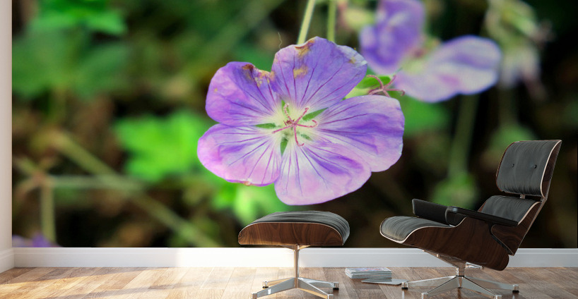 Flower Bloom 8 Wall Murals