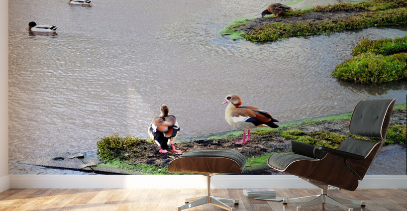 In Living Color Ducks Wall Murals