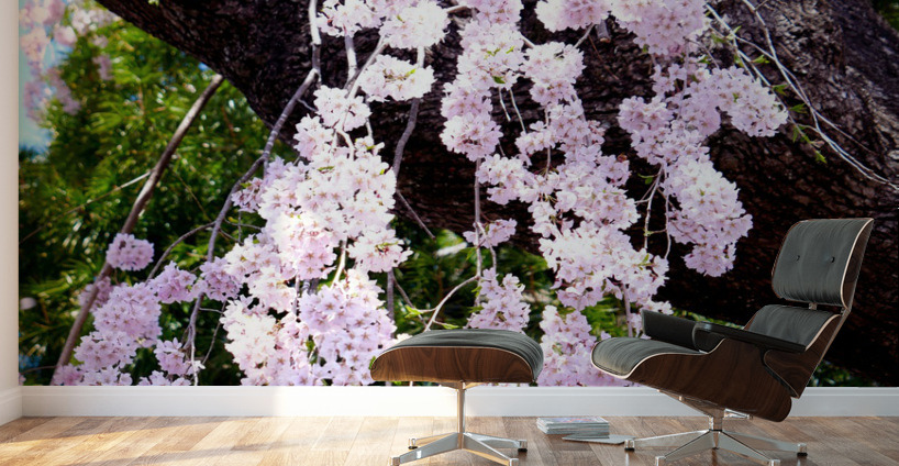 Cherry Blossom 3B Wall Murals