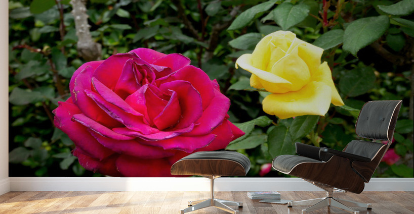 Two Roses Wall Murals