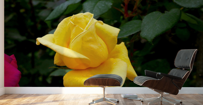Yellow Rose Wall Murals