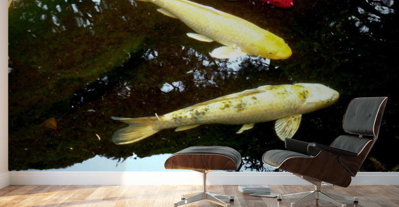 Some Very Coy Koi 2 Wall Murals