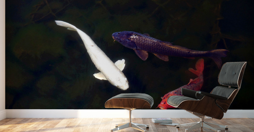 Some Very Coy Koi Wall Murals