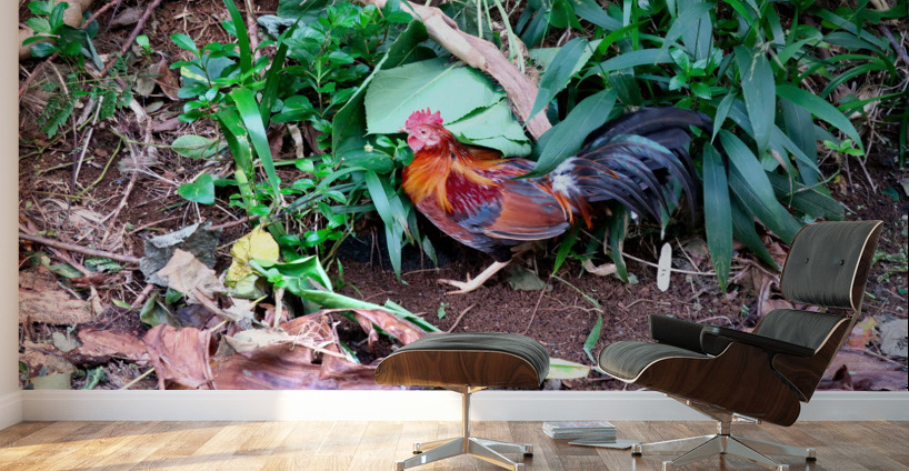 Cock in the Wild Wall Murals