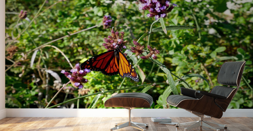 Monarch Butterfly Wall Murals