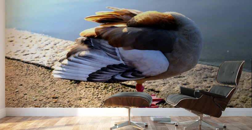 Headless Duck Wall Murals