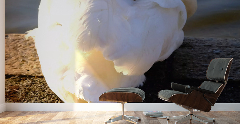 Swan at Rest Wall Murals