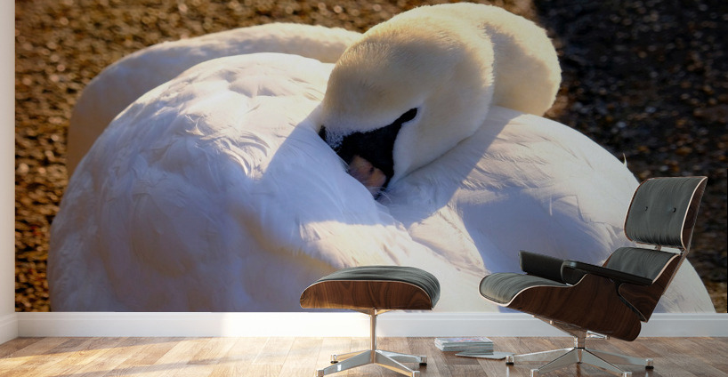 Got My Eye On You Swan Wall Murals