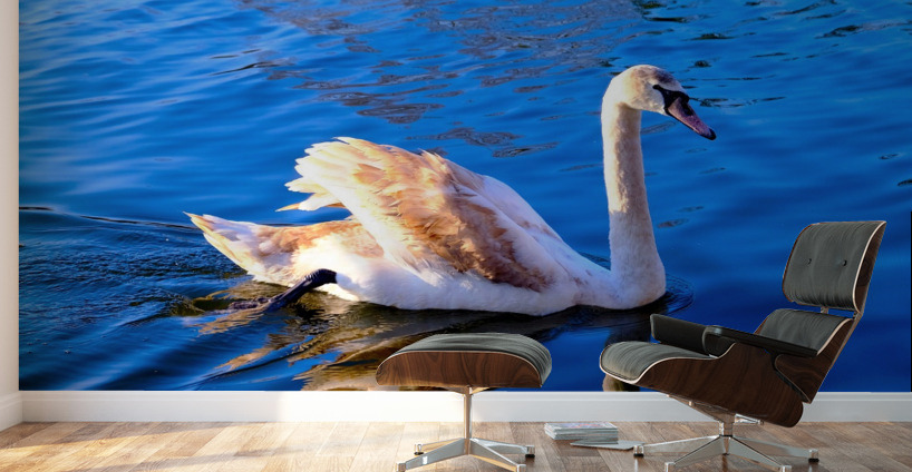 Baby Swan Cygnet 2 Wall Murals