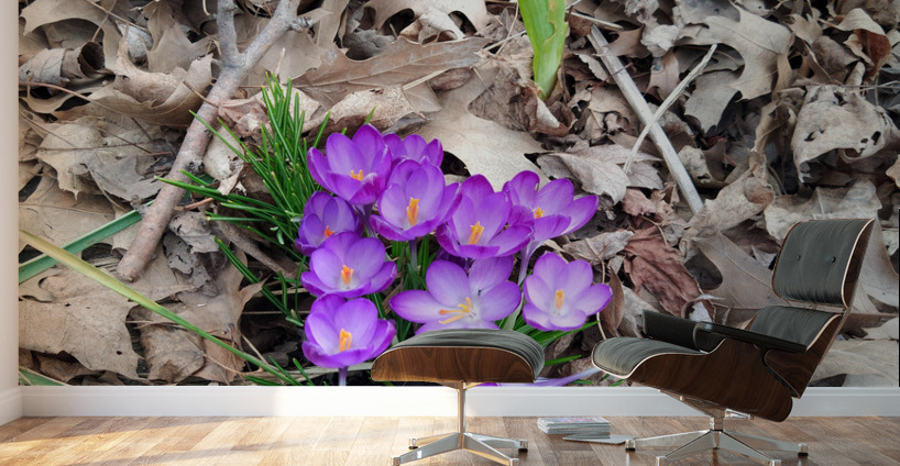 Crocus Rising Wall Murals