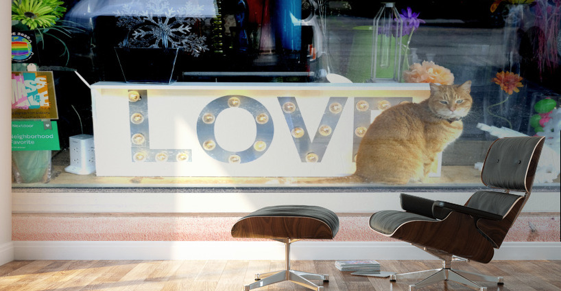 Cat in Window Wall Murals