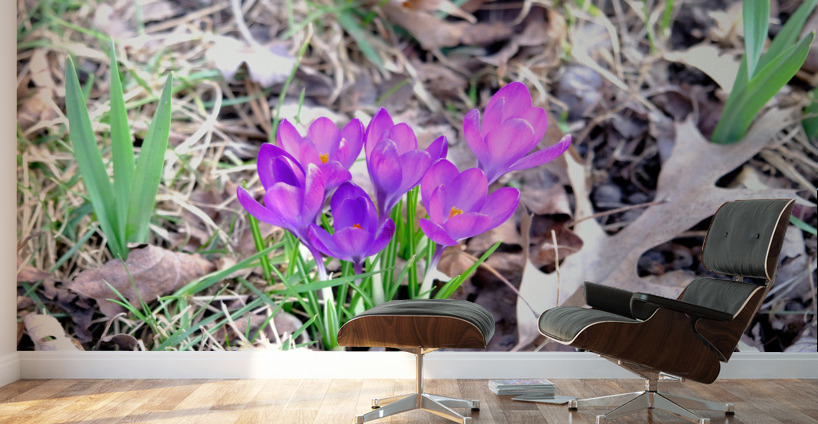 Crocus Revival Wall Murals