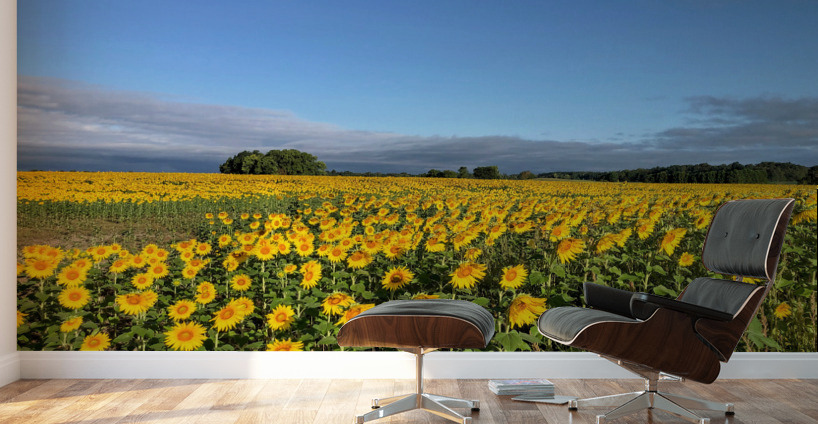 A Sea of Golden Dreams Wall Murals