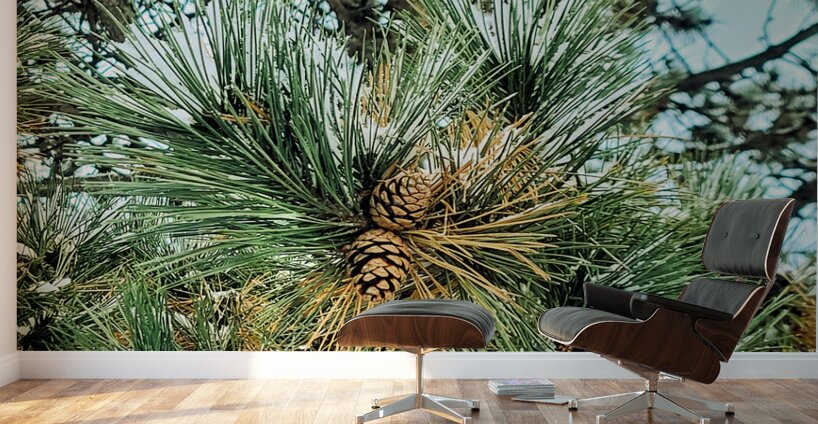  Frosted Pine Cones  Wall Murals