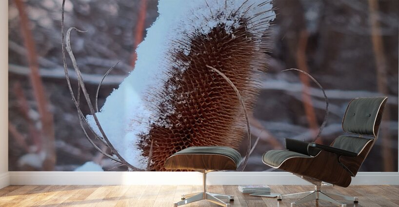 Thorny Lollipop Winter Thistle  Wall Murals