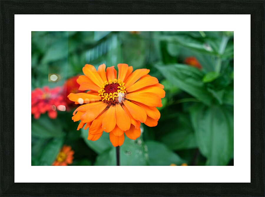 Orange You Royale King Zinnia Picture Frame print