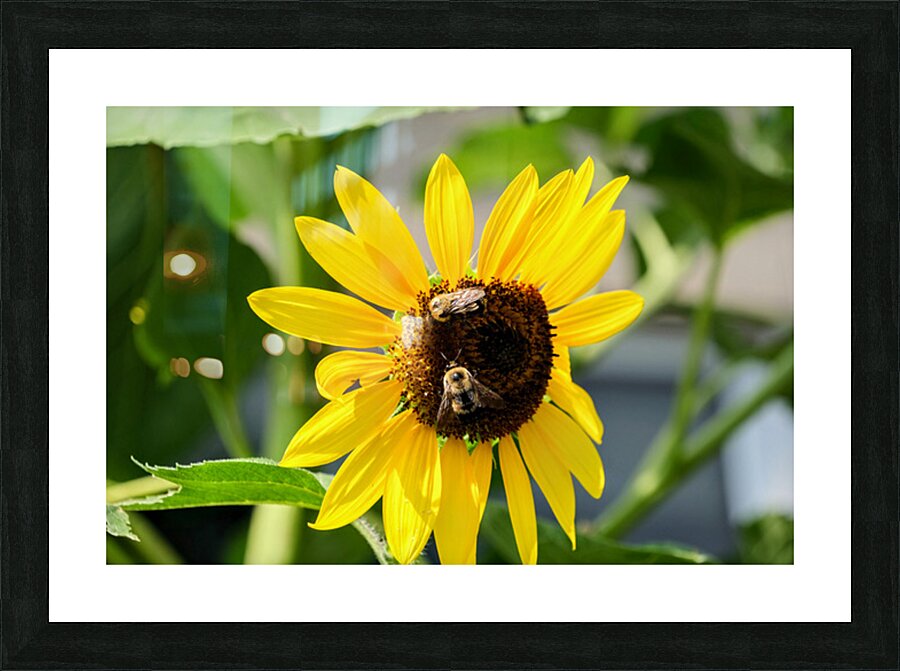 The Sunflower Keeps Time for Two Picture Frame print